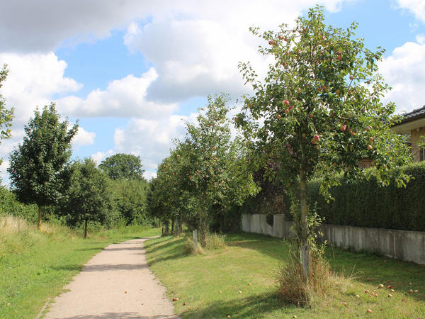 Streuobstwiese Steinfelder Redder n�rdlicher Wanderweg