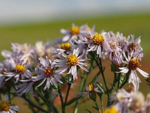 Strandaster - zu finden im Naturschutzgebiet &raquo;Brenner Moor&laquo;
