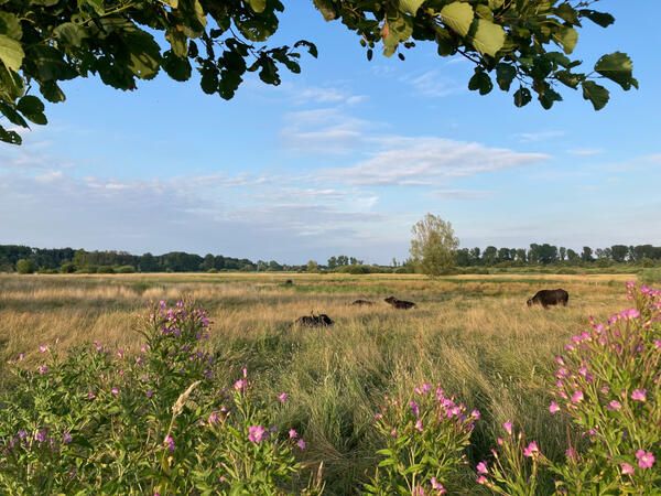 Wasserb�ffel auf der Wiese