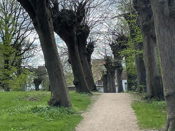 Alte Weiden