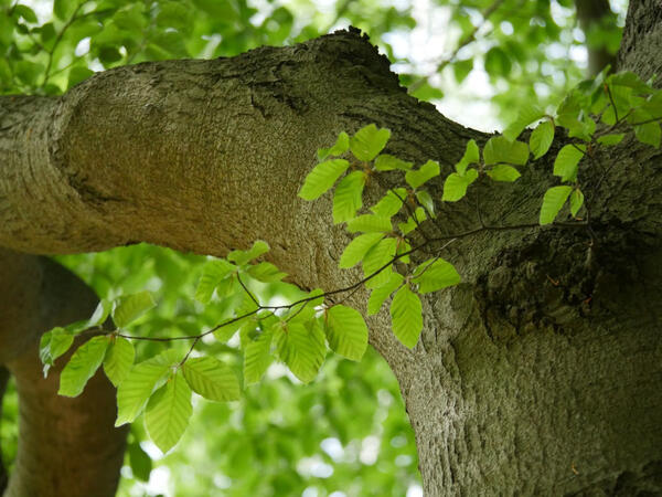 Baumstamm und Bl�tter