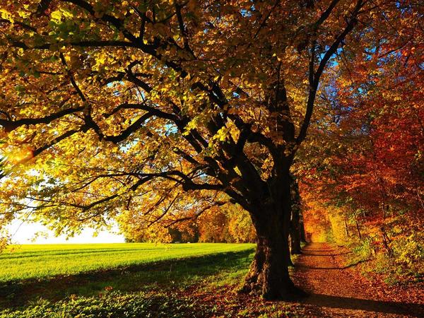 Wanderweg Stormarnweg im Herbst