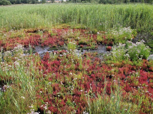 Die botanischen Sch�tze von Bad Oldesloe