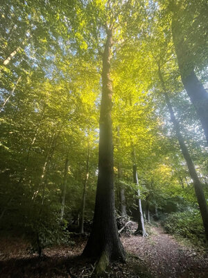 Der Wald durchleuchtet von Sonnenstrahlen