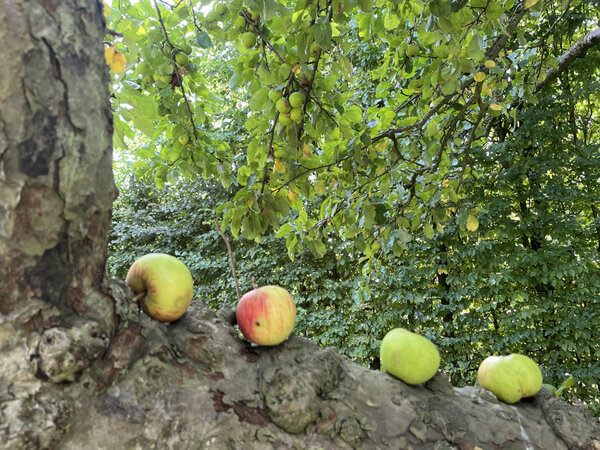 Vier �pfel liegen auf dem Ast eines Apfelbaumes.