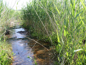Flaches Wasser mit gr&uuml;nen Pflanzen an den Seiten